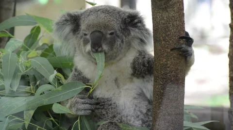 Koala eats eucalyptus leaf 스톡 동영상 56276347