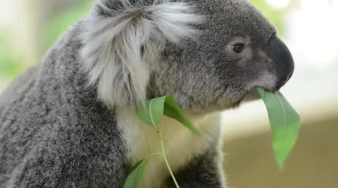 Koala eats eucalyptus leaf 스톡 동영상 56276913