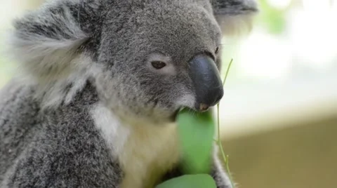 Koala eats eucalyptus leaf 스톡 동영상 56276985