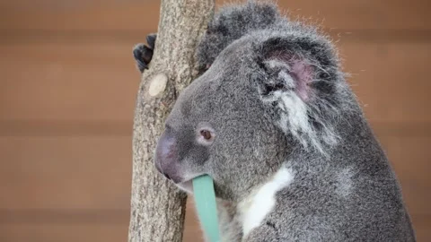 Koala eats eucalyptus leaf while gripping tree trunk 動画素材 338009613