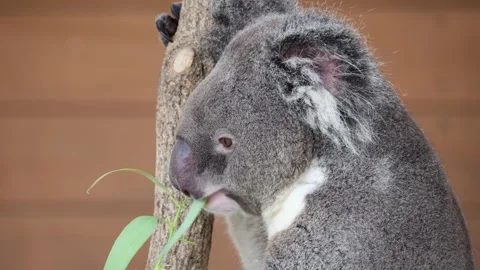 Koala eats eucalyptus leaves in calm, focused manner 動画素材 338009966