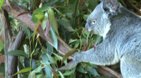 Koala eats eucalyptus leaves Stock Footage 139258
