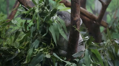 Koala eats eucalyptus leaves 스톡 동영상 74212274