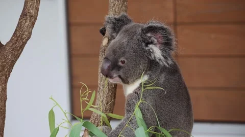 Koala eats eucalyptus leaves while hanging on a tree branch 스톡 동영상 338009166