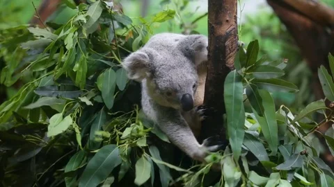 Koala eats leaves on eucalyptus tree Stock-Footage 74212541