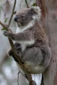 Koala in a Eucalyptus tree, Australia Stock Photos