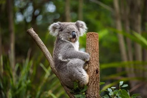 Koala on eucalyptus tree in Australia Foto stock