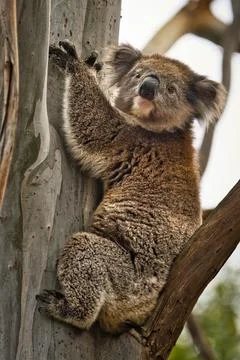 Koala in Eucalyptus Tree Foto stock