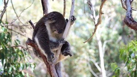 Koala FallingAsleep C006 Stock Footage 81470938