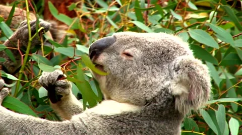Koala feeding and scratching Vídeos de archivo 40030112
