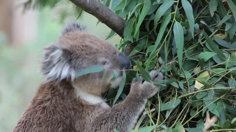Koala feeding on eucalyptus leaves Stock Footage 61283842