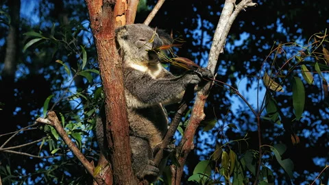 Koala feeding Vidéo 139968713