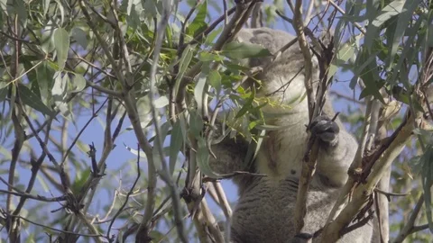 A Koala feeding on leaves Stock Footage 83867429