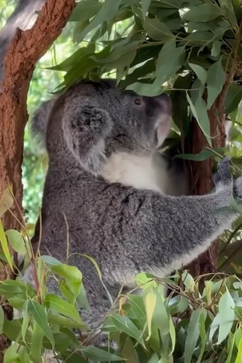 Koala Feeds Calmly Among Eucalyptus Green Leaves Stock Footage 320572459