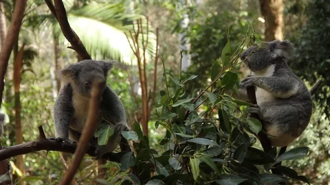 Koala fellows Stock Footage 124092855