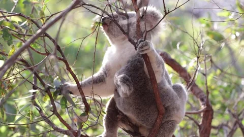 Koala female feed on eucalyptus leaves in forest with joey on her stomach Stock Footage 288802484