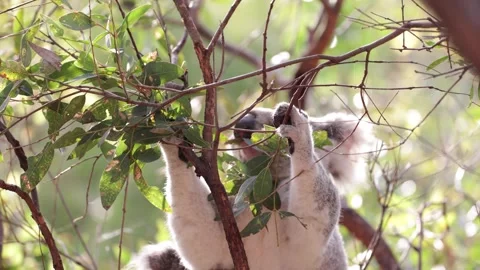 Koala female feed in Eucalyptus tree during the day close up Stock Footage 287909231