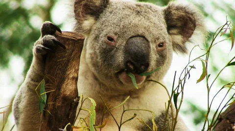 Koala Stock Footage 569010