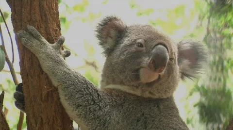 Koala Stock Footage 574807