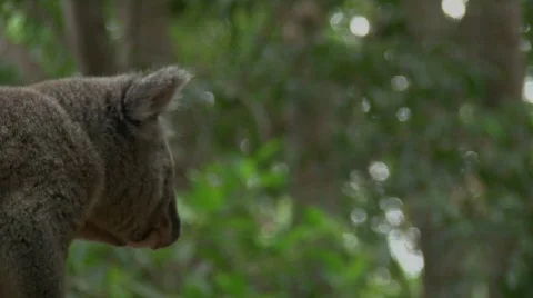 Koala Stock Footage