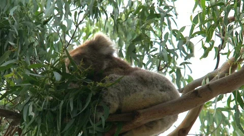 Koala Stock Footage