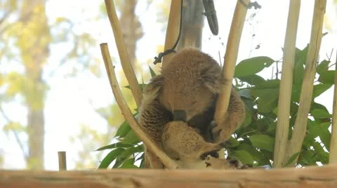 Koala Stock Footage