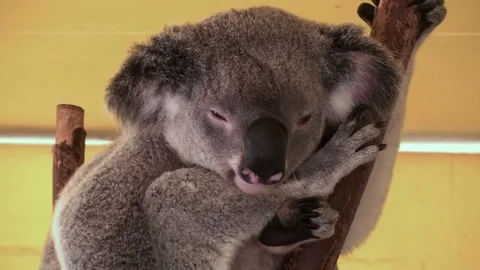 Koala Stock Footage 75535736