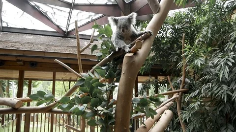 Koala Stock Footage 102470088