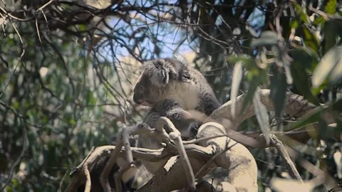 Koala Video stock 328227113