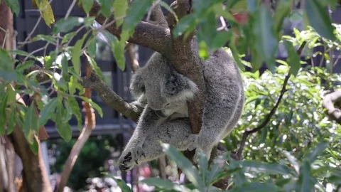 Koala in Full HD Stock Footage 82985510