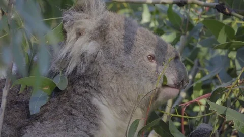 A Koala gnaws on foliage Stock Footage 83867701