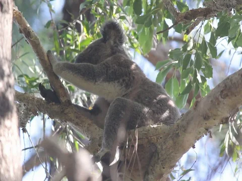 KOALA going to sleep 스톡 동영상 100051611