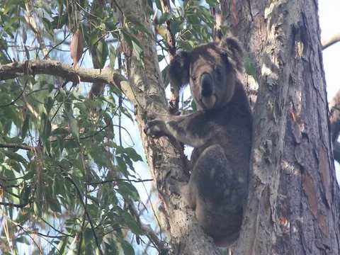KOALA GOING UP THEN DOWN Stock Footage 100049376