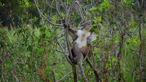 Koala Grabbing Leafs Stock Footage 303020938