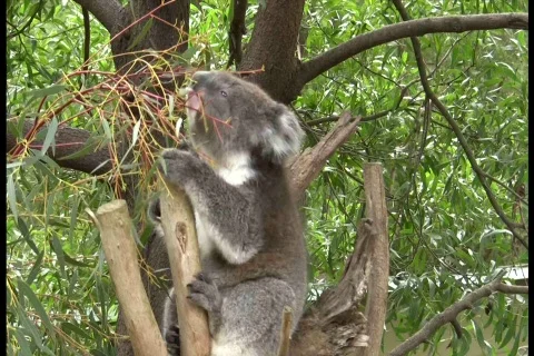 Koala Grabs Branch Vídeos de archivo 548856