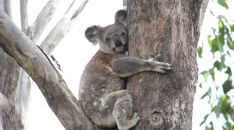 Koala In A Gum Tree 2 Stock Footage 47879660