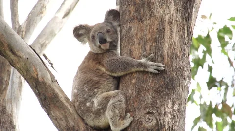 Koala In A Gum Tree Stock Footage 47879650