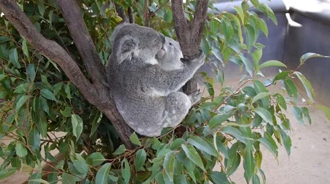 Koala in a Gumtree. Stock Footage 41596842