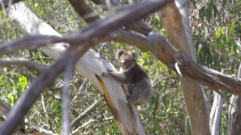 Koala hanging in tree Australia Stock Footage 90497173