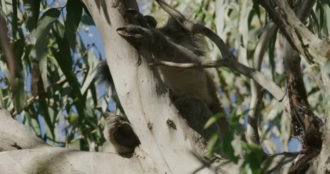 Koala Hidden Behind The Tree Stock Footage 316819122