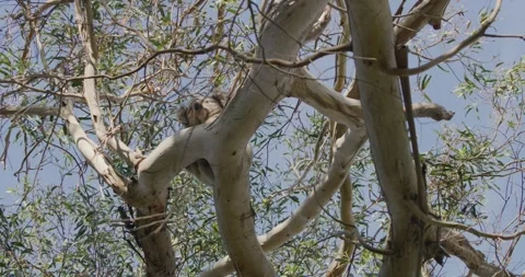 Koala Hidden On Eucalyptus Tree Vídeo Stock 330167211