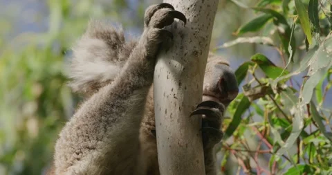 Koala high up in tree 動画素材 330169023