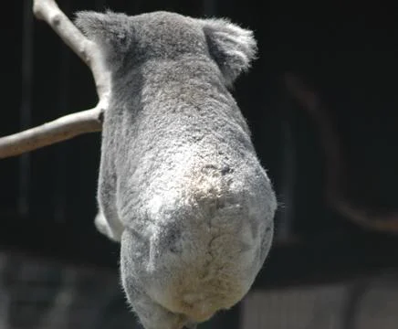 A koala with his back to the viewer. Stock Photos