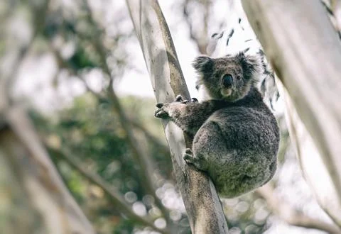 Koala in his eucalyptus Stock Photos