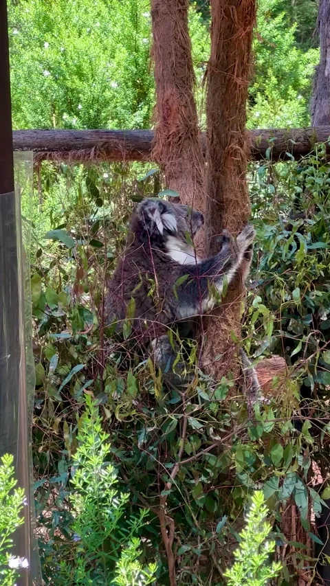 Koala holds onto tree surrounded by leafy vegetation Stock Footage 311668576