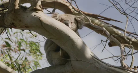 Koala hugging eucalyptus branch Stockbeeldmateriaal 330169850