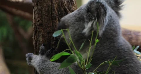Koala hugging a tree, eyes half closed, quietly chewing eucalyptus leaves. Stock Footage 319796138