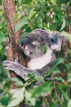 Koala II sleeping Stock Photos