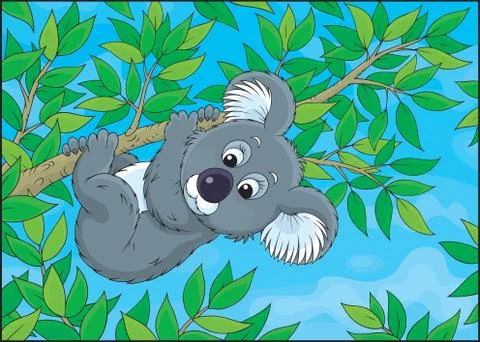 Koala Stock Illustration