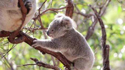 Koala joey in Eucalyptus forest close up Stock Footage 287113536